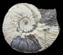 Wide Kosmoceras Ammonite - England #60304-1